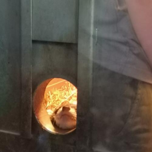 PET- Buddy- Projekt