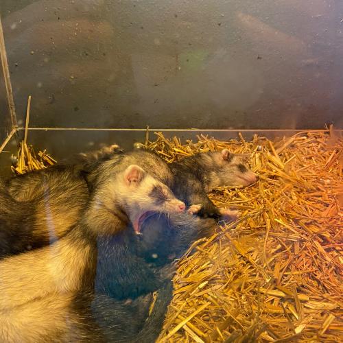 PET- Buddy- Projekt