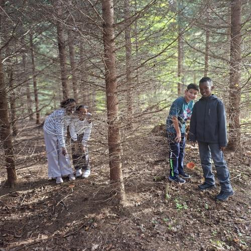 Wald 4b