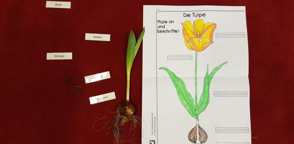 Die Tulpe