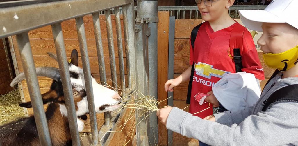 Wir füttern die hungrigen Ziegen