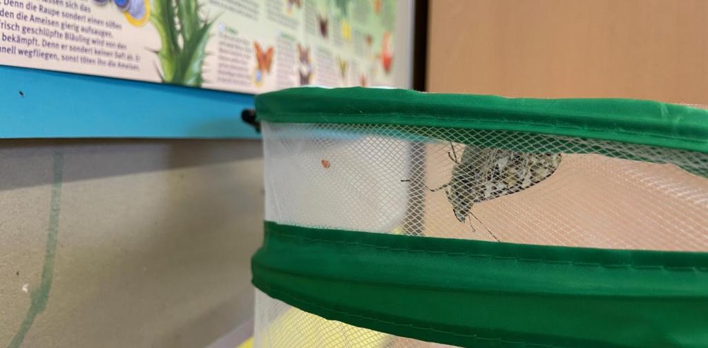 Schmetterlingsprojekt 3b (SJ 2020/2021)