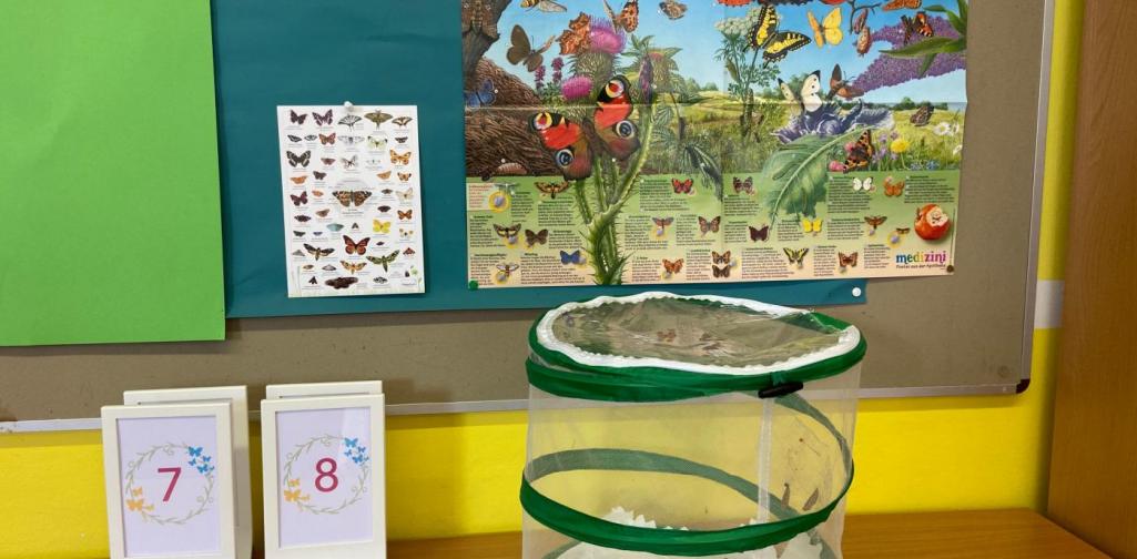 Schmetterlingsprojekt 3b (SJ 2020/2021)