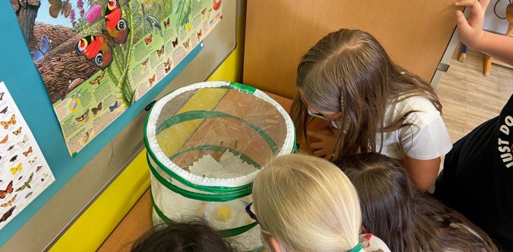 Schmetterlingsprojekt 3b (SJ 2020/2021)