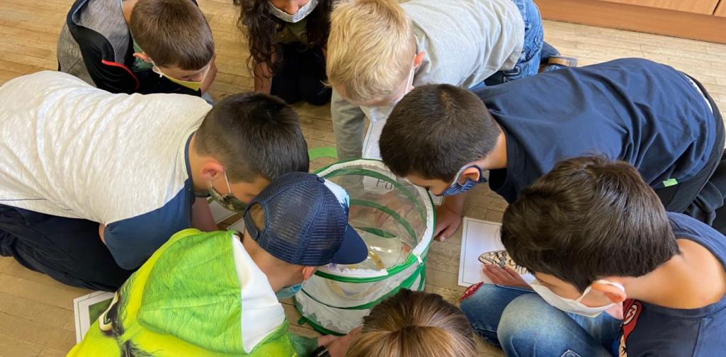 Schmetterlingsprojekt 3b (SJ 2020/2021)