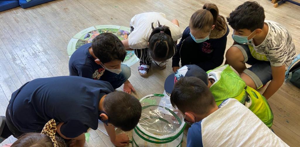 Schmetterlingsprojekt 3b (SJ 2020/2021)