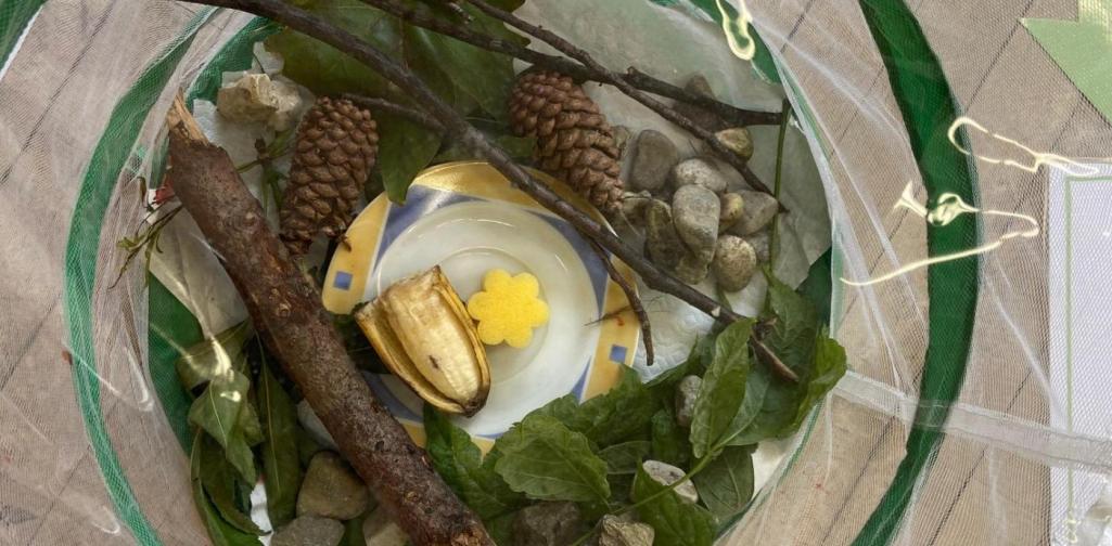 Schmetterlingsprojekt 3b (SJ 2020/2021)