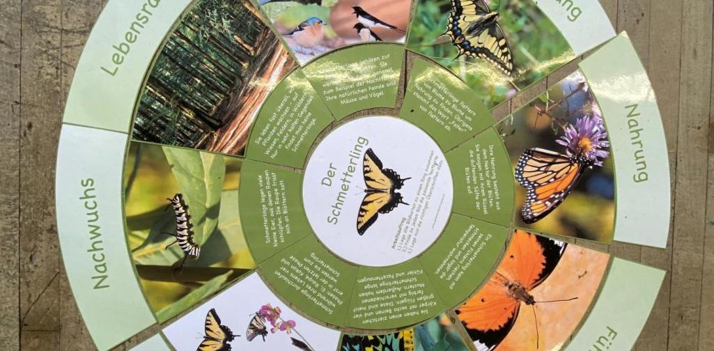 Schmetterlingsprojekt 3b (SJ 2020/2021)